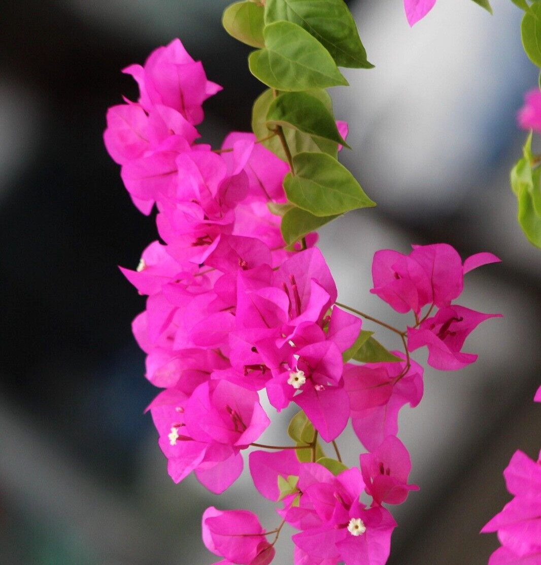 Bougainvillea Torch Glow – Live starter plant in 3 inch pot – California Grown