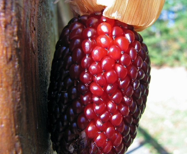 20+Red Strawberry Popcorn Seeds(Zea mays) Rare Ruby Indian Corn Maize Garden USA