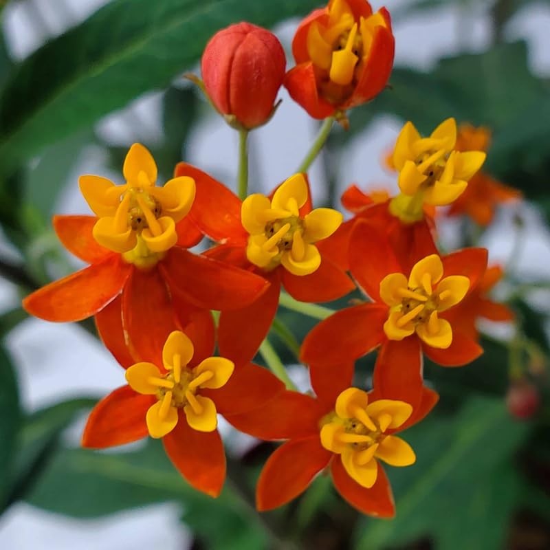 4 Deep Red Milkweed Plants Live 4-9 Inch Tall, Butterfly Asclepias Tuberosa