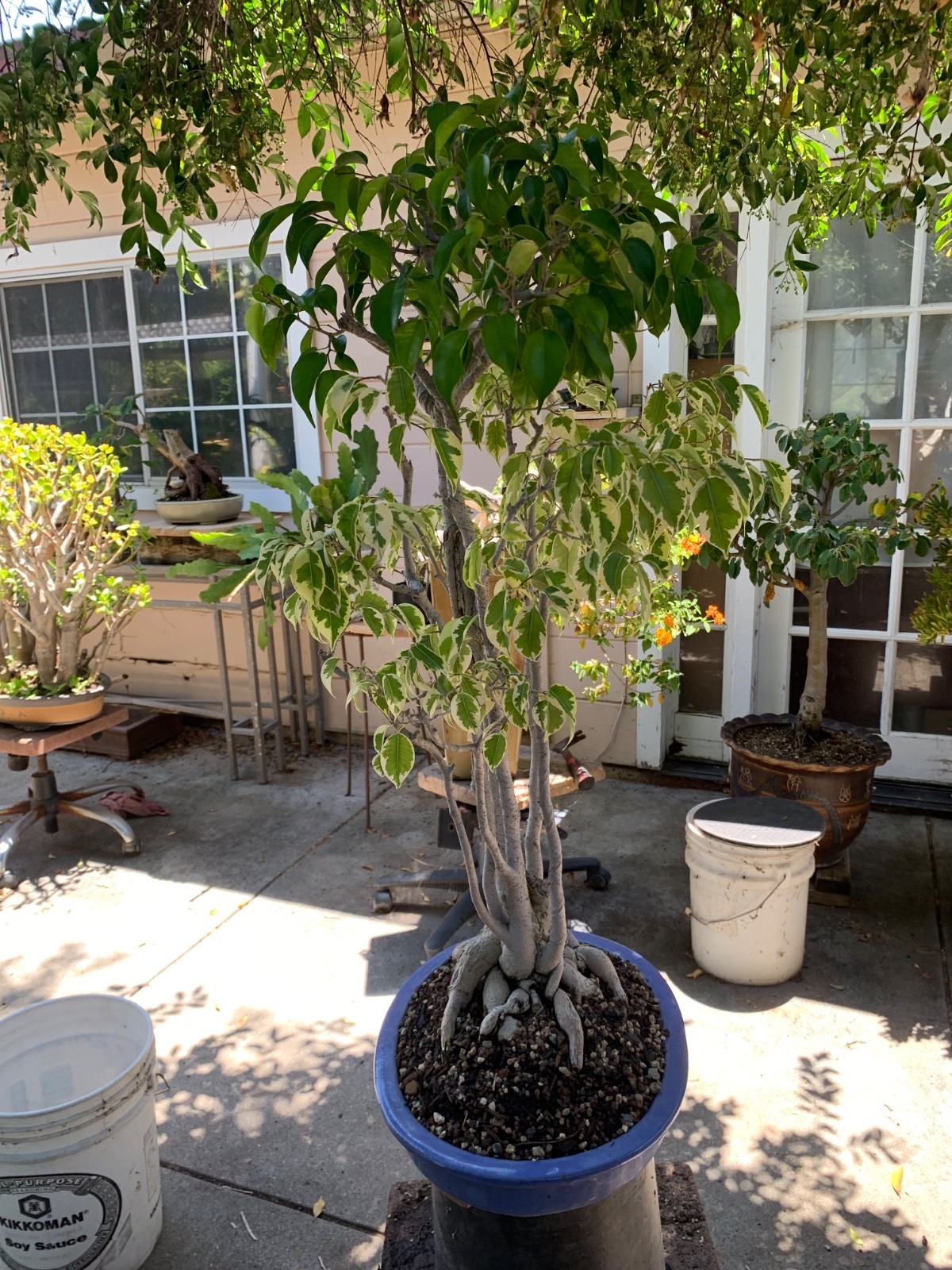 Ficus benjamina and variegated in grouping for about 20 years