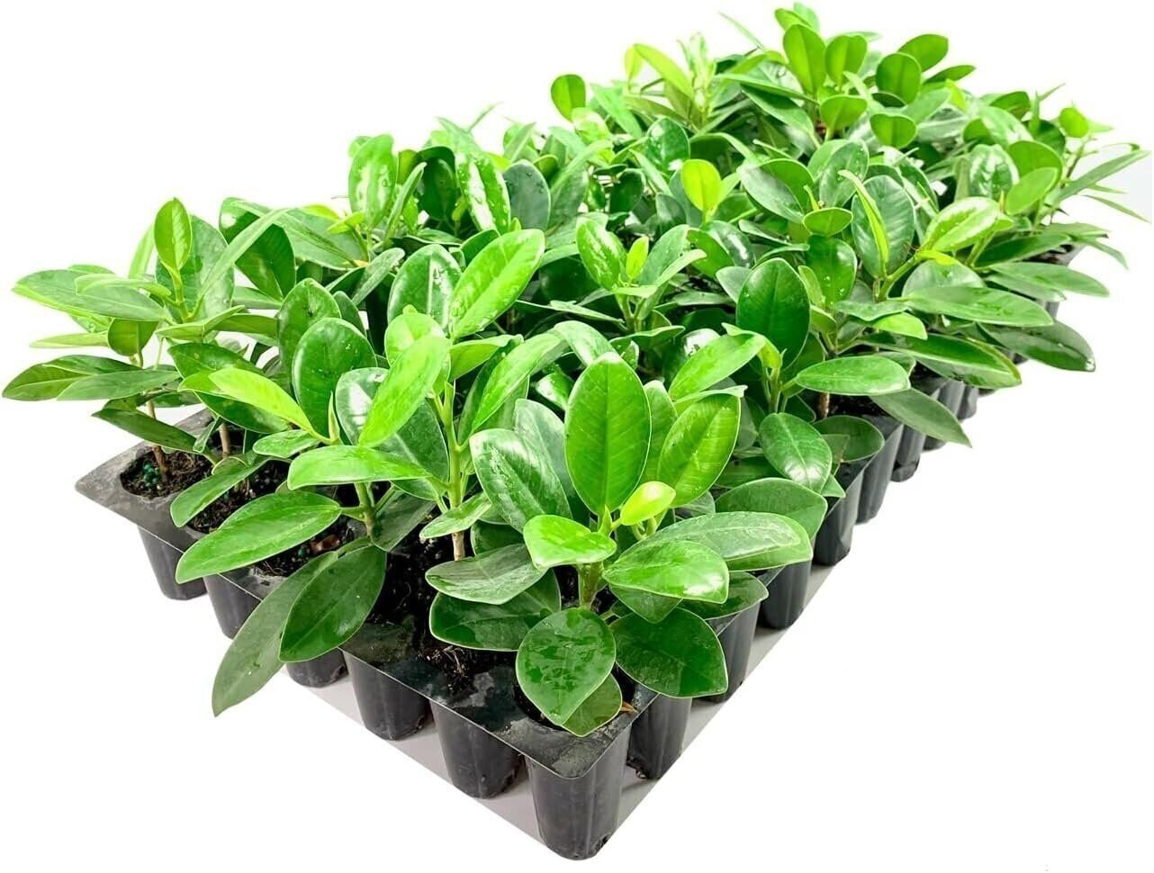 Green Island Ficus | Live Plants | Ficus Microcarpa | Lush Indoor/Outdoor…