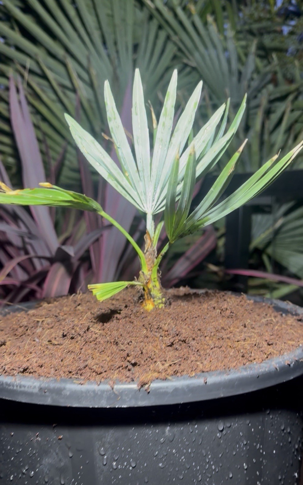 Trachycarpus princeps (Stone Gate Palm) – Rare Blue-Leaf Palm Specimen – LIVE