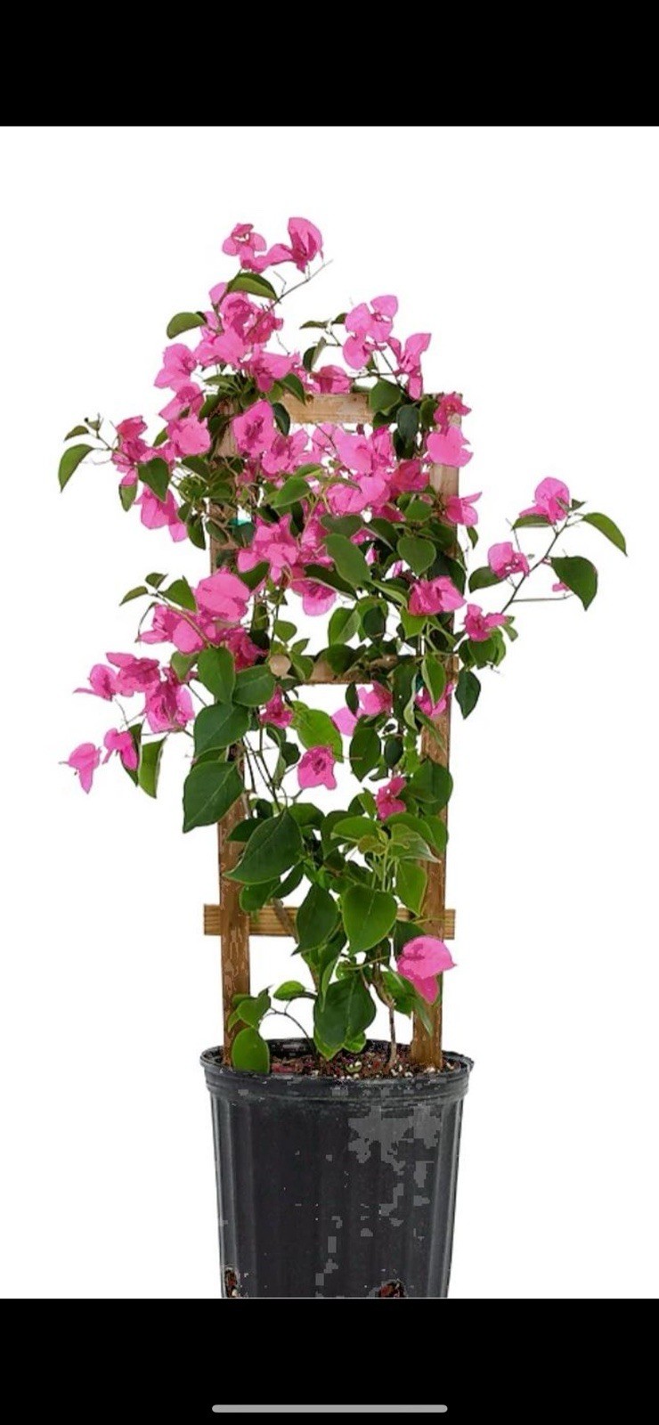 20” TALL Live Plant Bougainvillea purple Assorted Colors One Gallon Pot