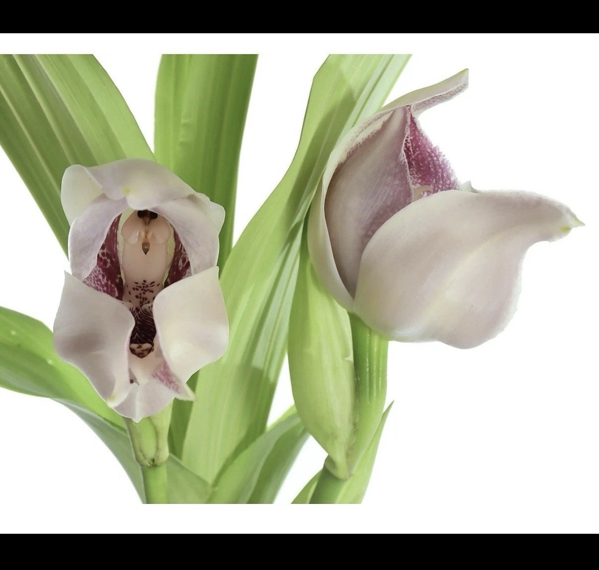 Anguloa X acostae Pink White Fragrant BS Orchid Hybrid 5.5” Pt New Growth Start