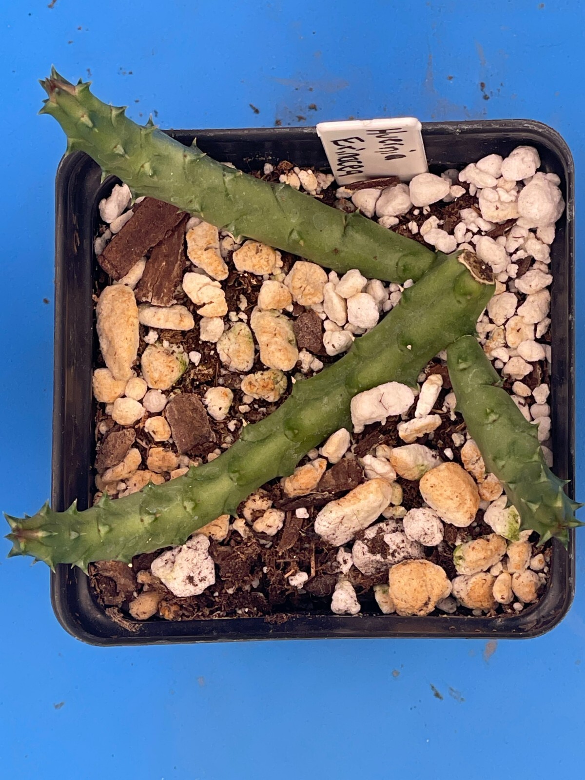 Huernia Erinacea ROOTED And Growing In 3.5″ Pot