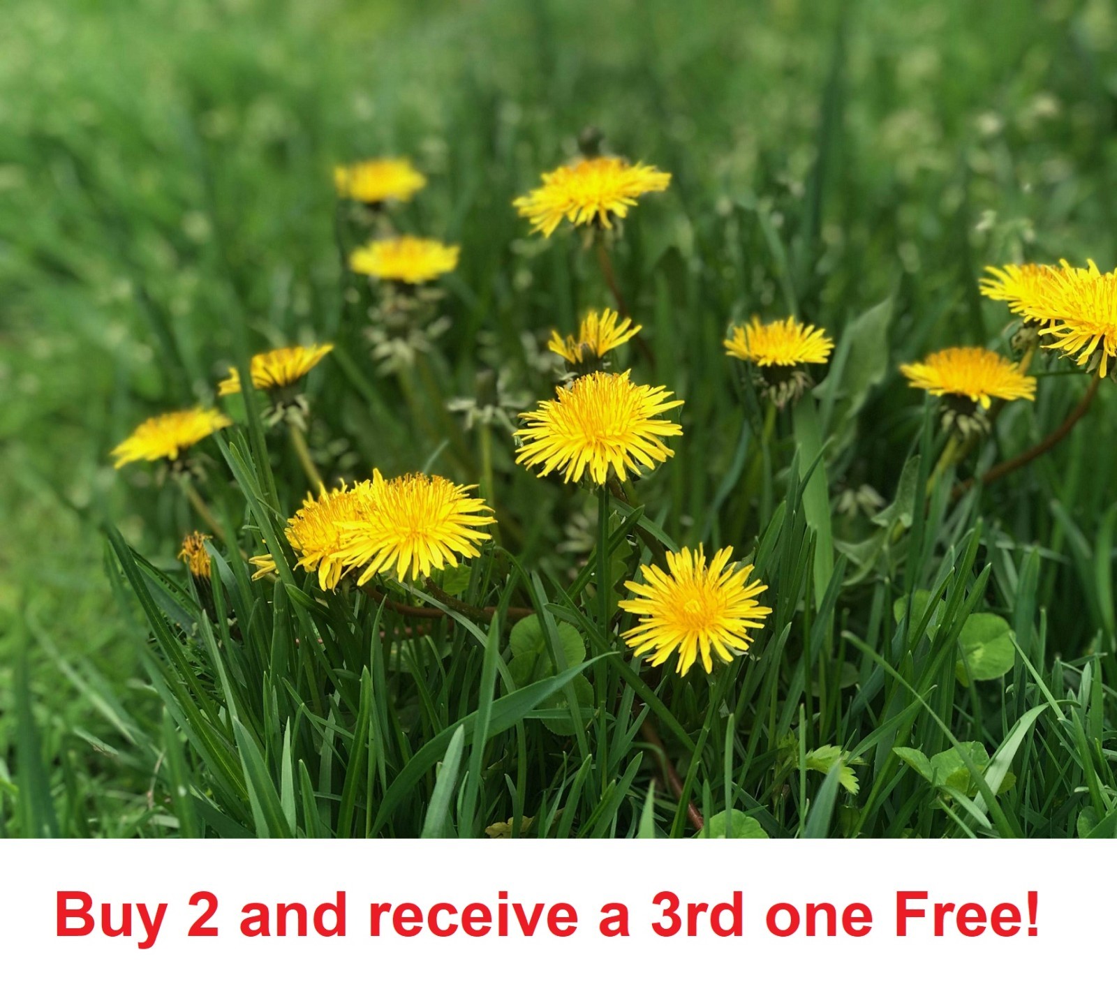 12,000 Dandelion seeds – Taraxacum Officinale