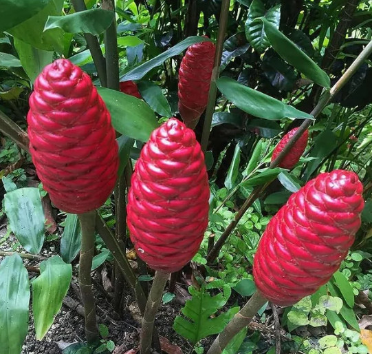 2 Live Shampoo Ginger Plant (Zingiber zerumbet) – 4–6″ Tall – Ships No Pot