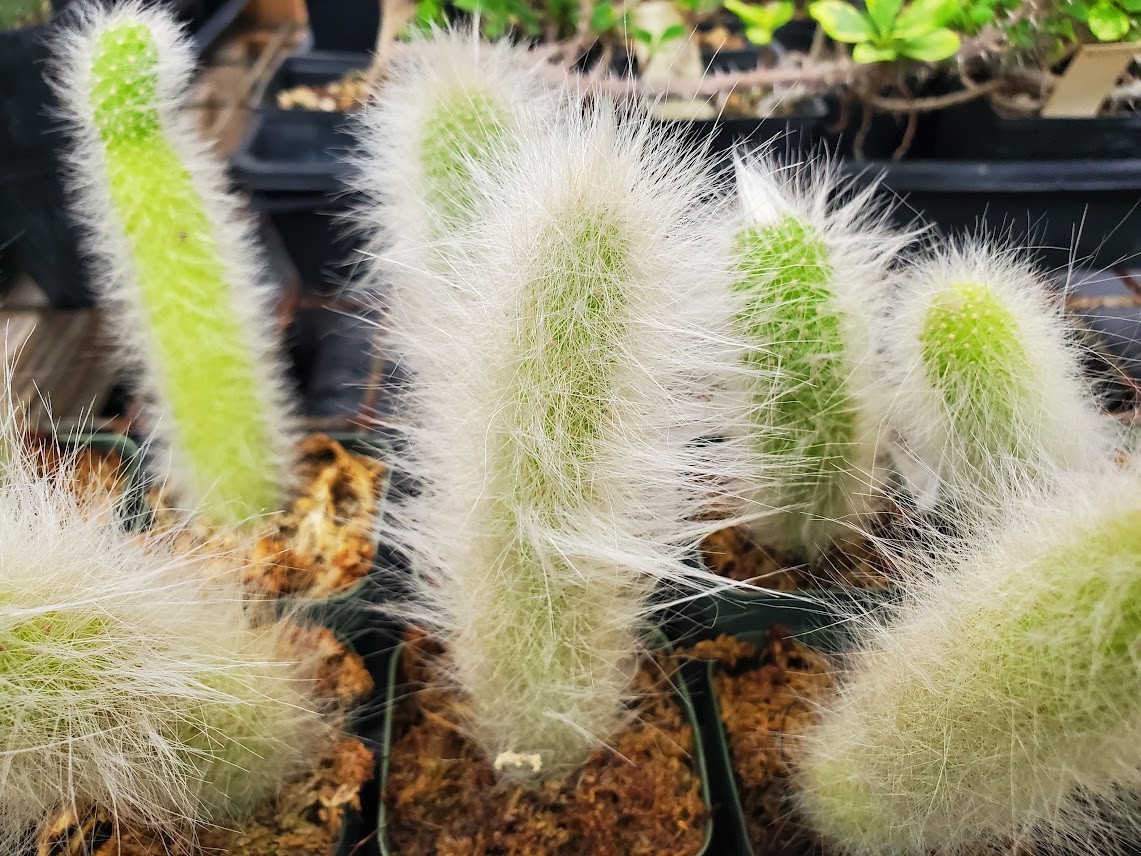 Monkey Tail Cactus – Cleistocactus colademononis – Rooted Cutting – Super Fuzzy