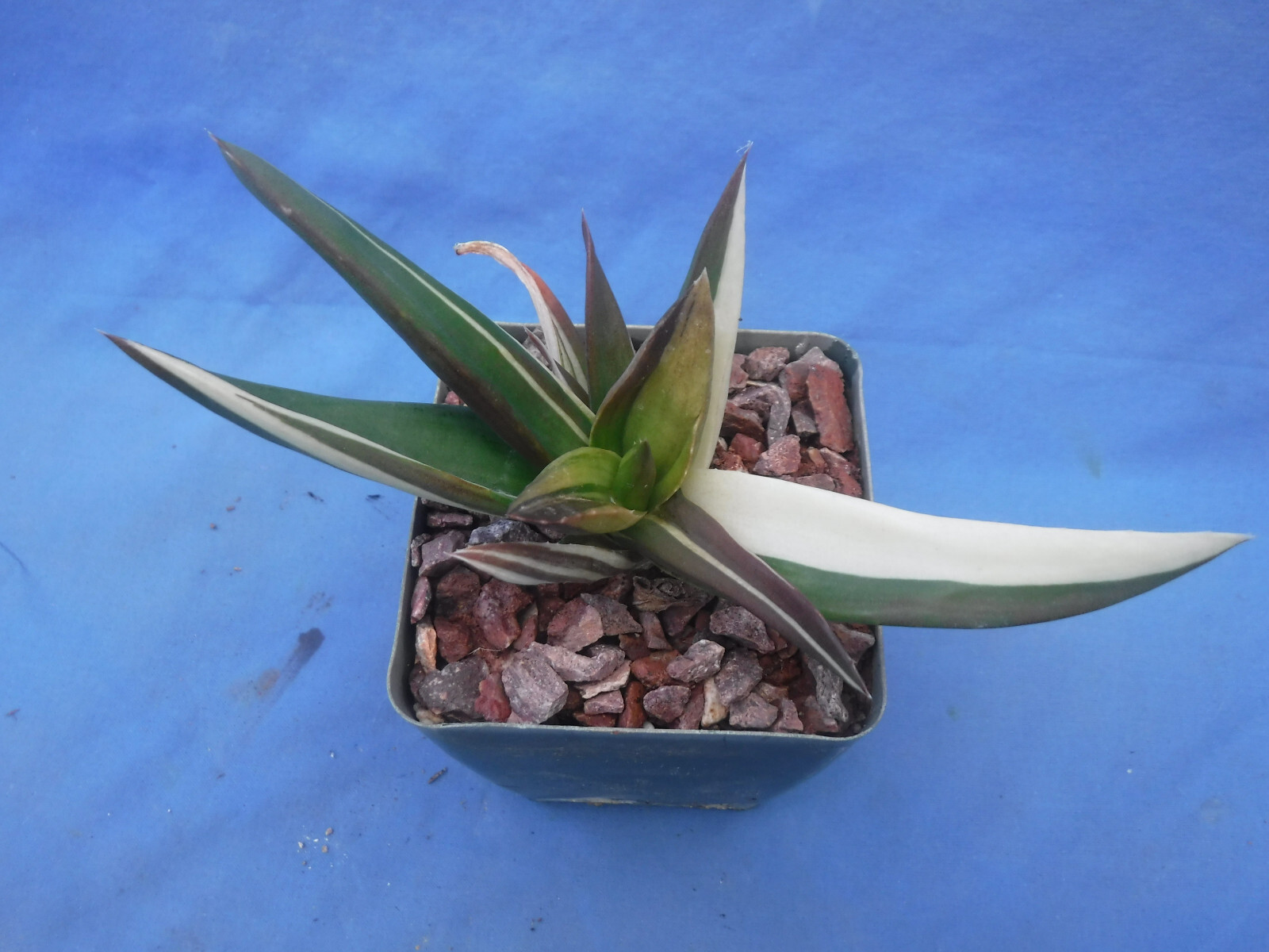 Aloe ‘Walmsley’s Bronze’ Starter Plants 2″-3″ Wide VARIEGATED! BRONZE in Sun!