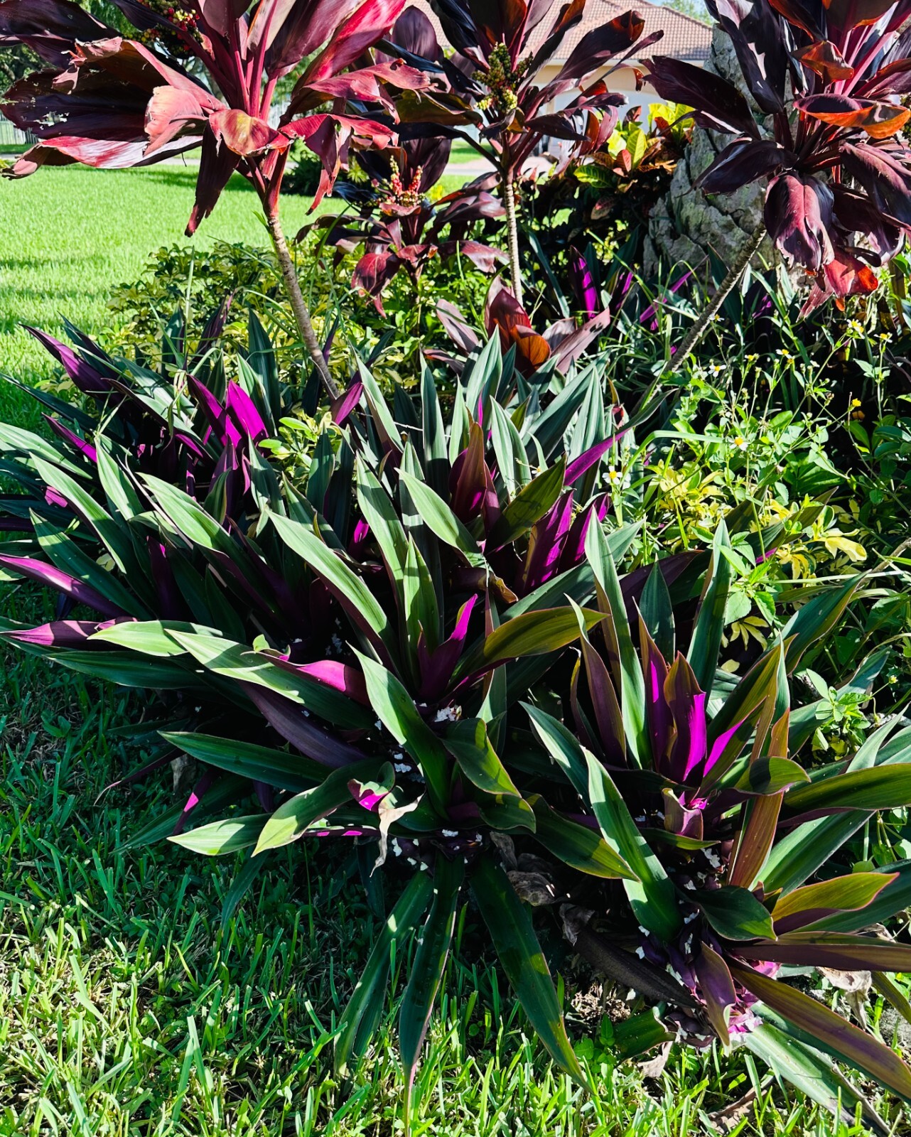 THREE Oyster Live Plants Grows Medium Height Purple & Green Oyster Moses Cradle