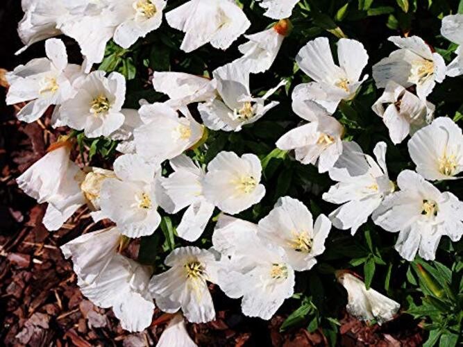 White Godetia Flower Seeds (Clarkia Amoena) – 1500+ Non-GMO Heirloom Seeds, by