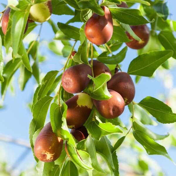 US Farm EXTREMELY Sweet 10 HONEY JAR JUJUBE TREE SEEDS CHINESE DATE.