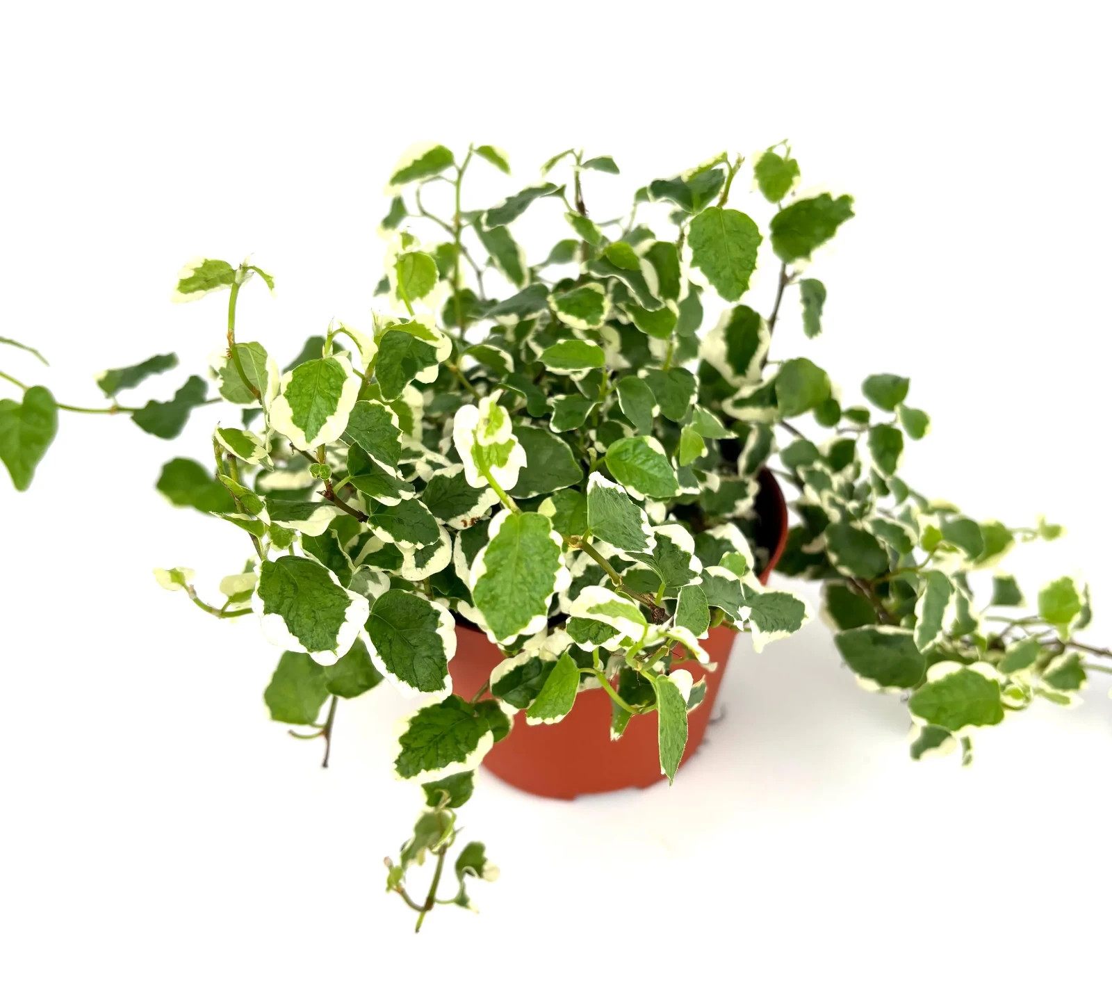 Variegated Creeping Fig Houseplants Ficus Pumila, 4″ Pot