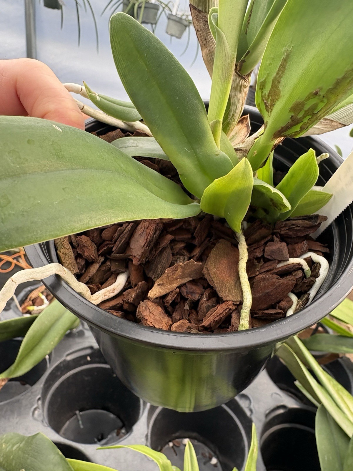 Cattleya Young Kong Sun #16 -Orchid Hybrid – 5” Pot
