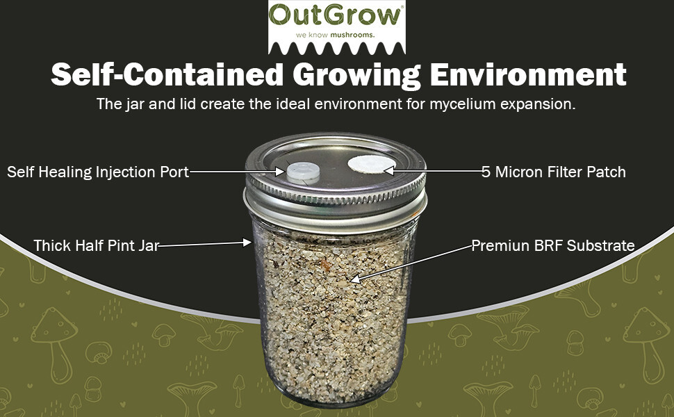 BRF Jars Brown Rice Flour Mushroom Substrate (6 Pack)