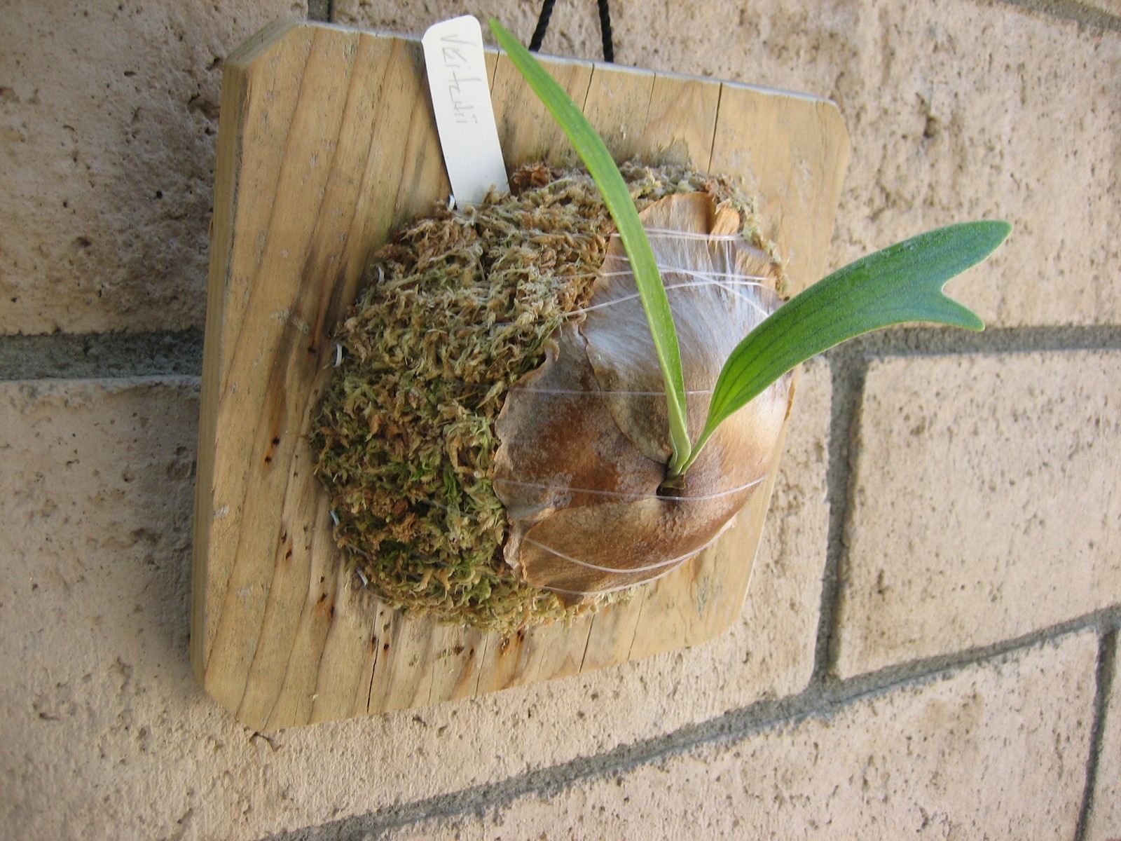 Staghorn Fern – Veitchii – Platycerium