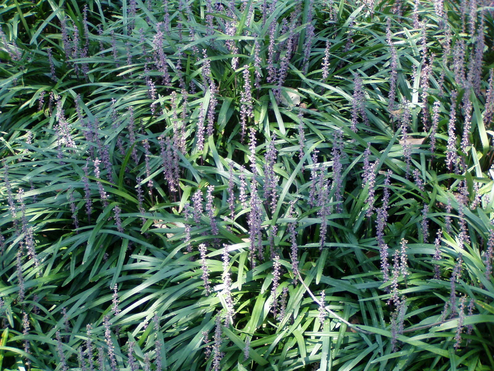 Liriope muscari ‘Royal Purple’ 60 Plants in 3-1/2 in Pots