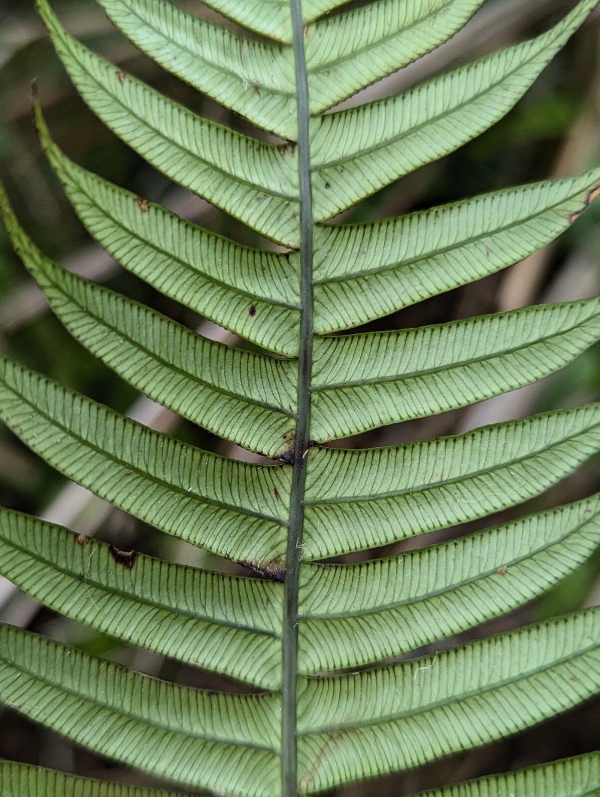 Mature 2 ft EX Rare Bare Rhizome: CLIMBING Blechnum Attenuatum Rare Unique fern