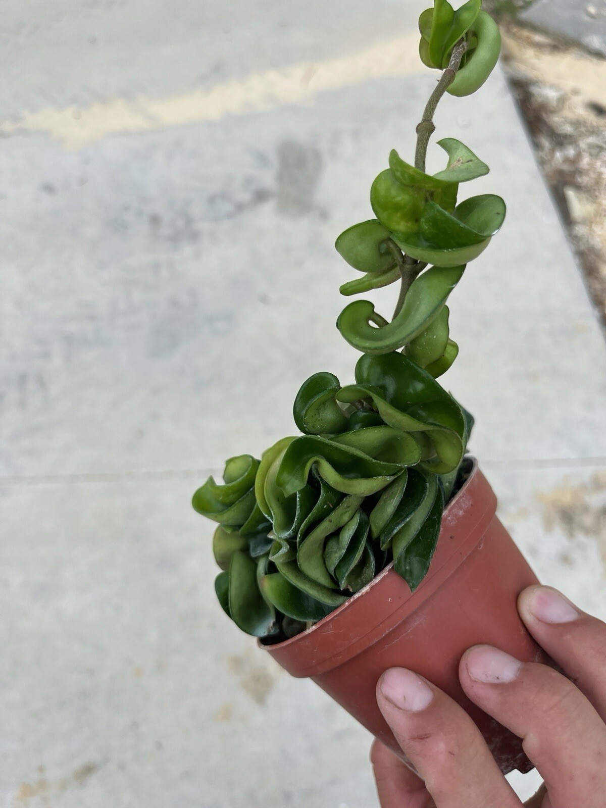 4” Hoya Rope – Hoya Compacta – Hindu Rope – Hoya Carnosa