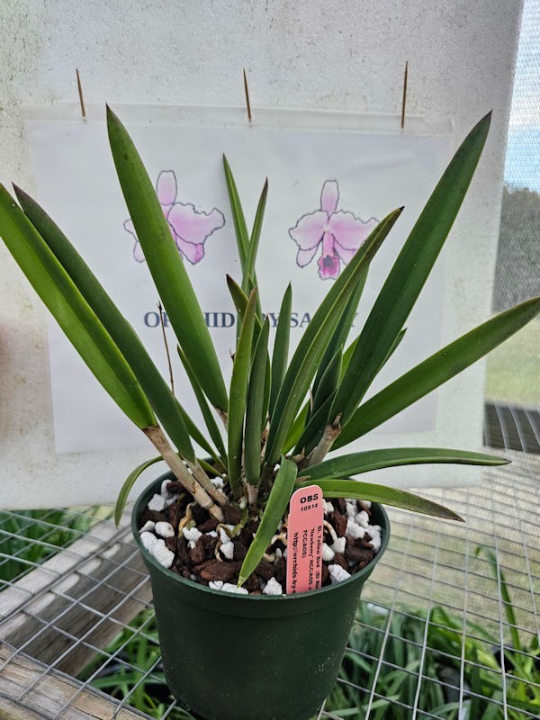 Cattleya Bc Yellow Bird Llive Orchid Plant 6″ Pot BS SH