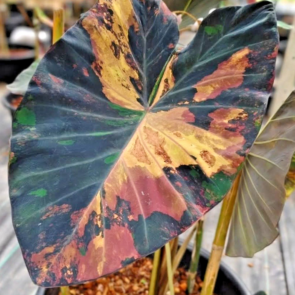 Colocasia Variegated Bulb Elephant Ear Episode One Tuber New Hybrid RARE