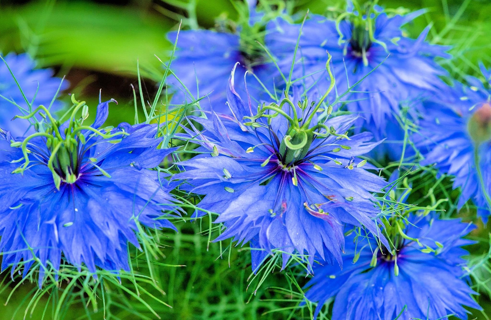 Love in a Mist Flower Seeds for Planting (1,000 Seeds) – Nigella damascena