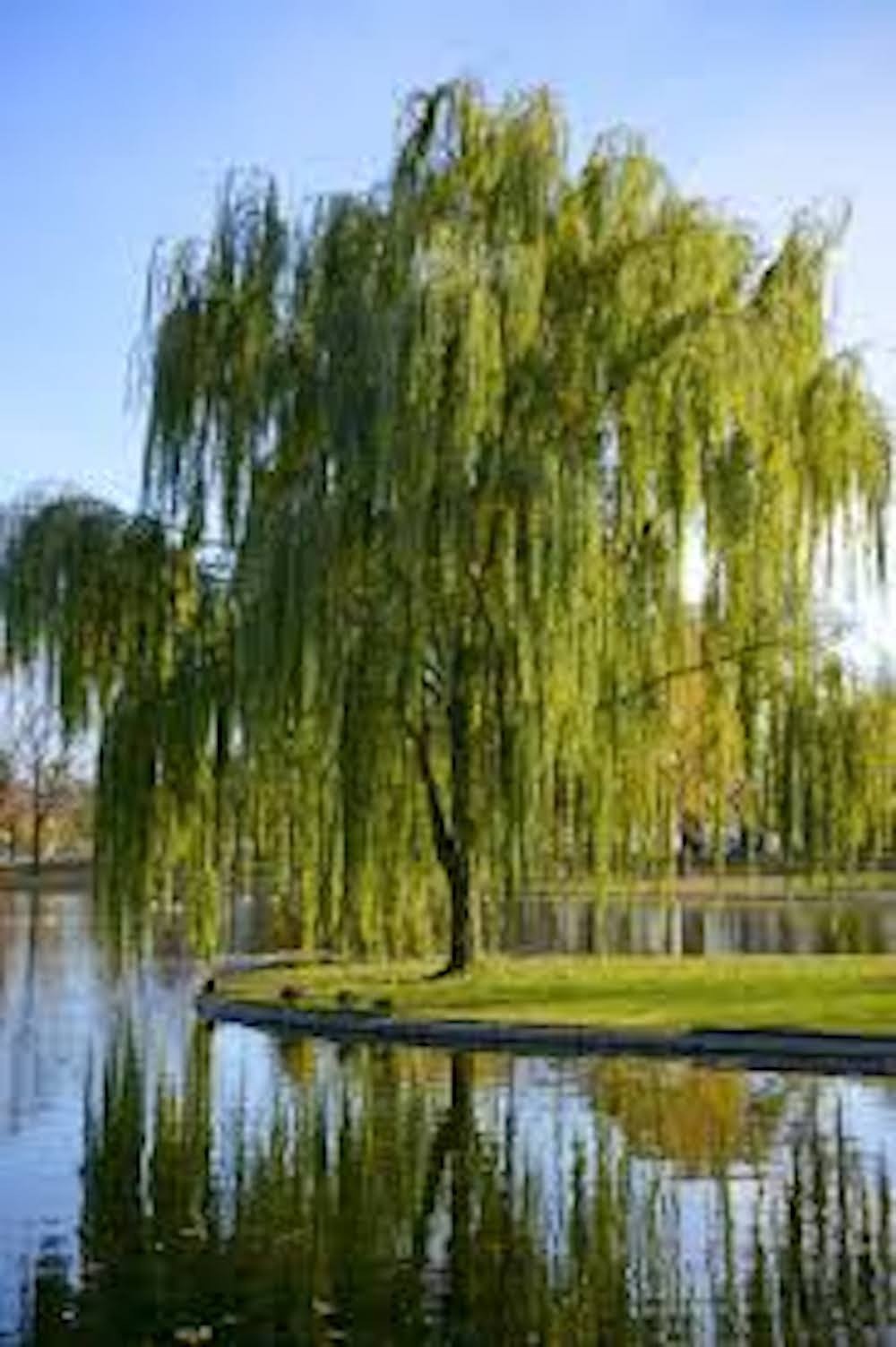 5 Weeping Willow Tree 12-24 Tall Salix babylonica Bare Root