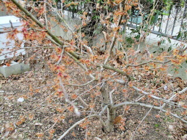 10 MEXICAN WITCH HAZEL SEEDS – Hamamelis virginiana mexicana