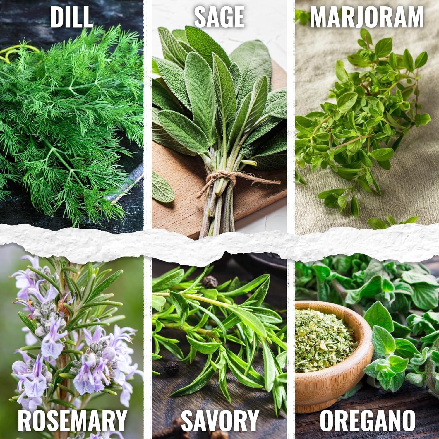 Herb Seeds Variety Pack Culinary Herb Collection 12 Individual Packets for Pl…