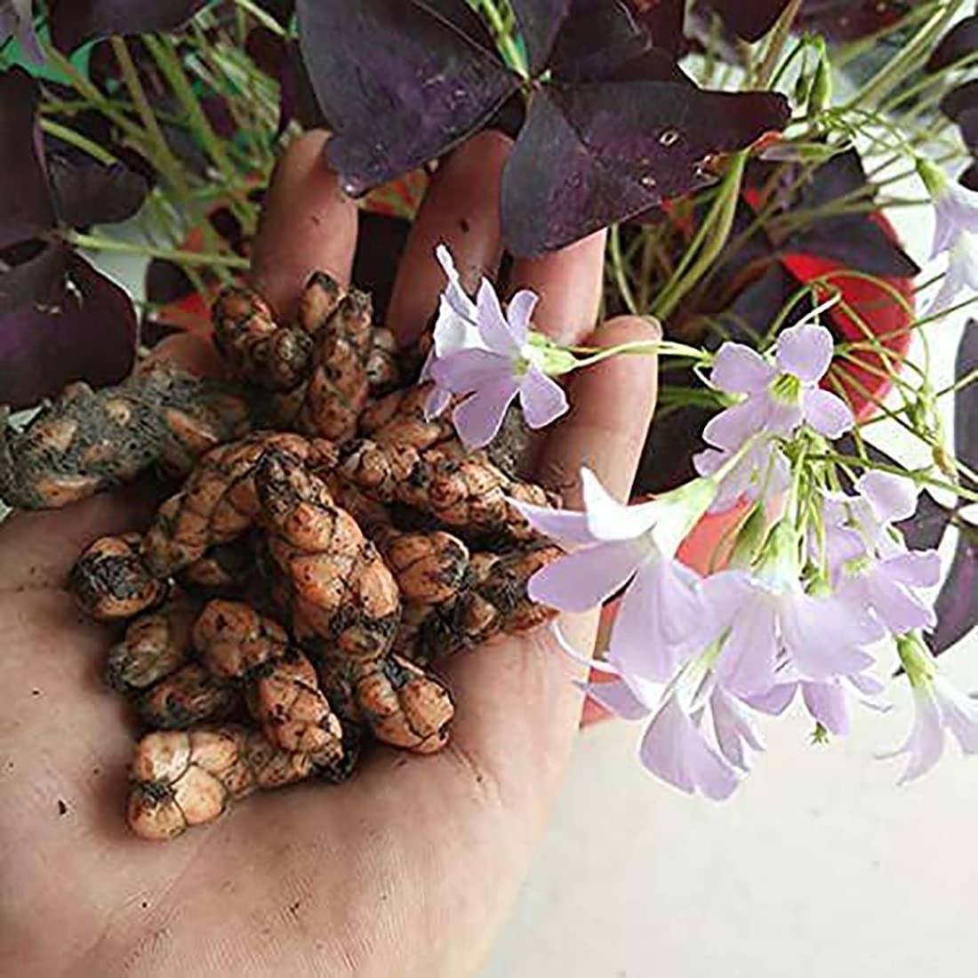 Oxalis Triangularis 10 Bulbs – Purple Shamrocks Lucky Lovely Flowers Bulbs Gr…