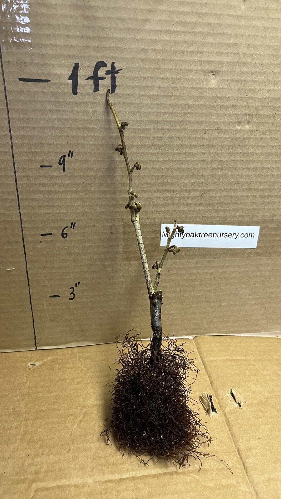 Hamamelis × intermedia ‘Diane’, 1 year old plant, grafted