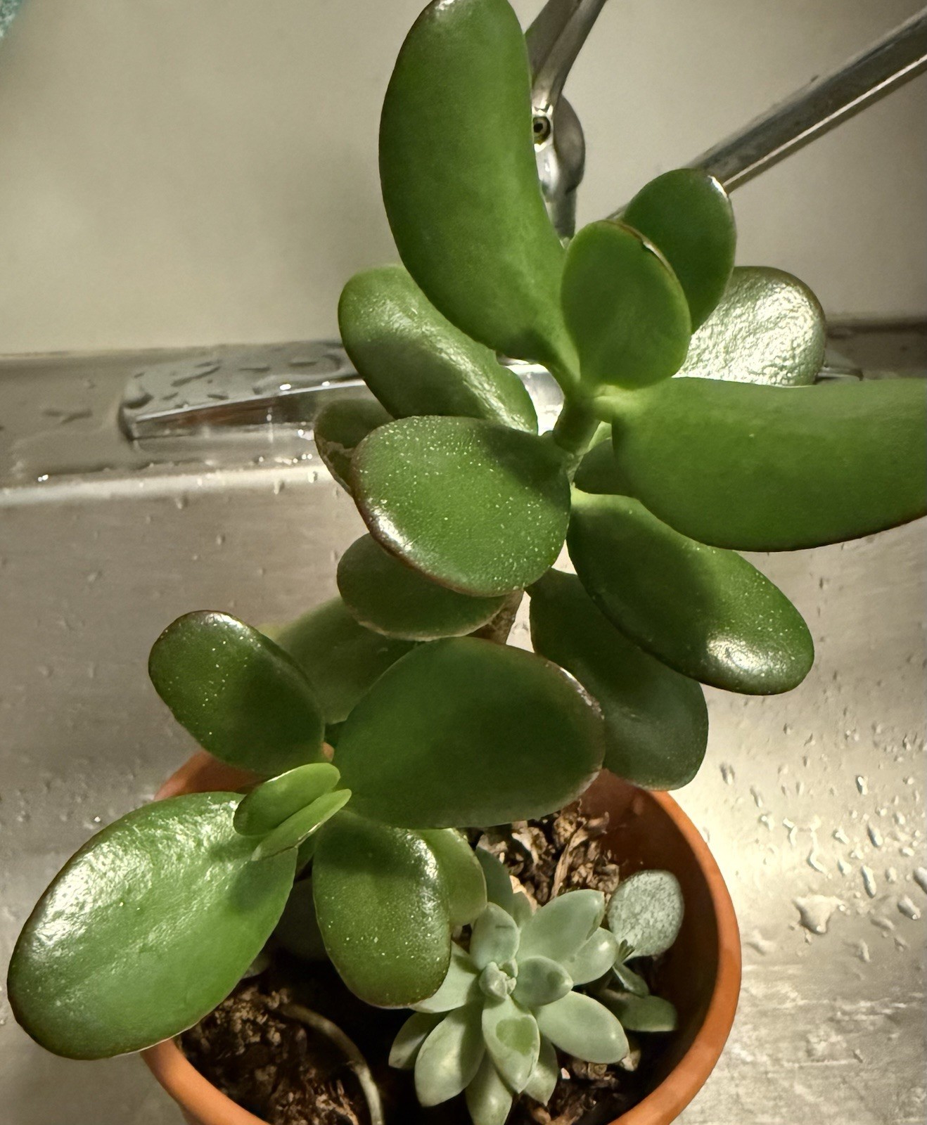 One Rooted JADE Plant 4-7” Plus One succulent