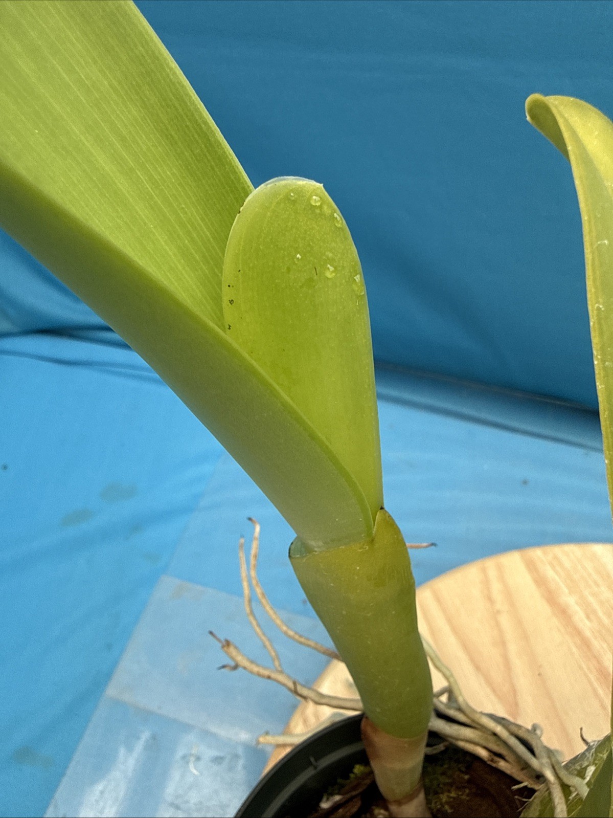 Cattleya Sierra Blanca ‘Mt Whitney’ X Rlc Ellen Degeneres NBS Orchid Eros 5” Pt