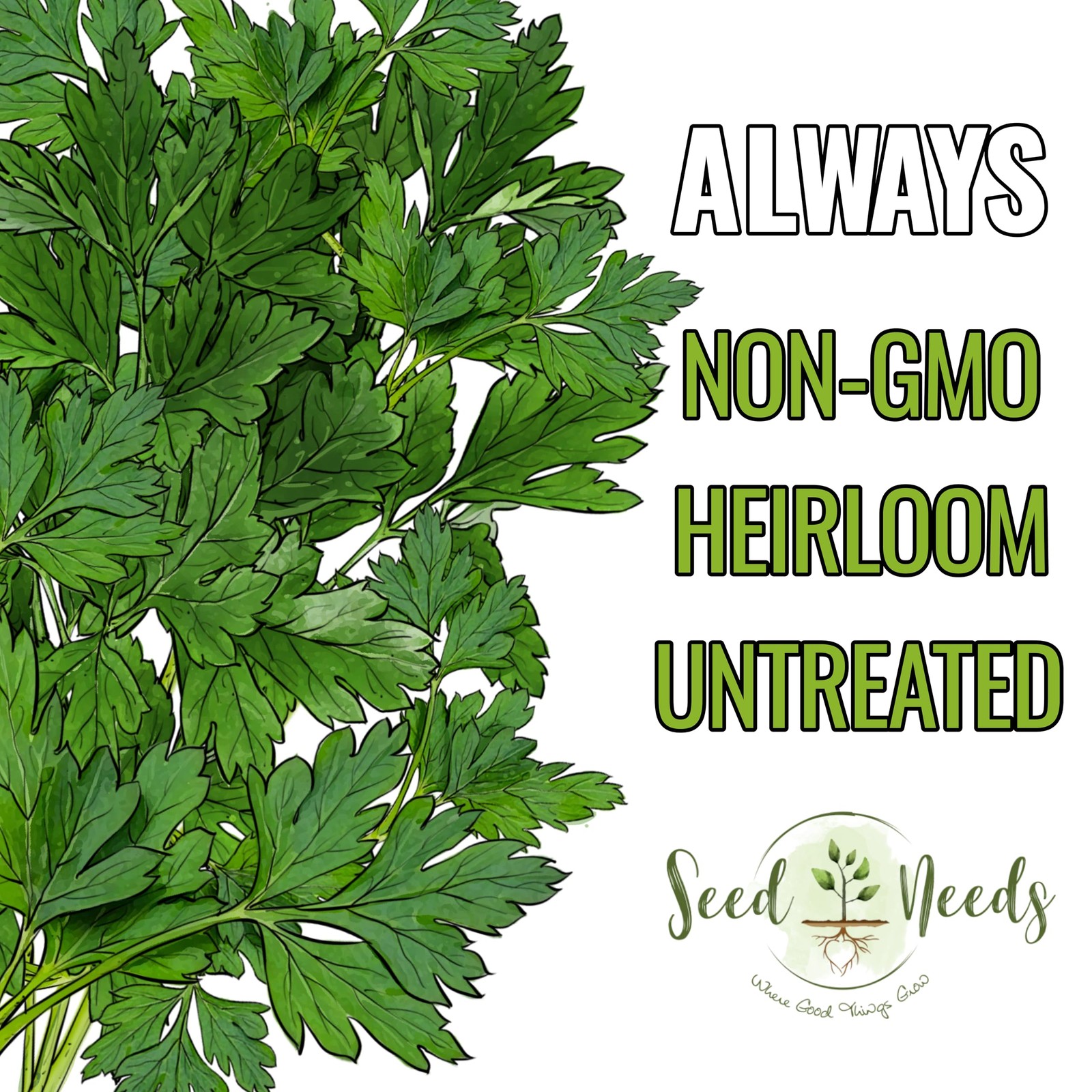 Italian Flat Leaf Parsley Seeds Heirloom Non-GMO Herbs 1 Pack