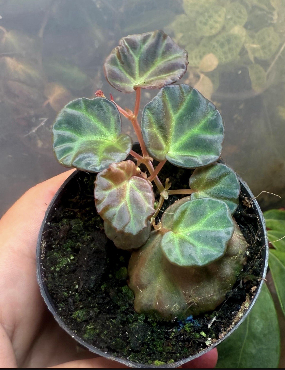 Begonia Sarawak, RARE, Blue Iridescent Leaves, Terrarium, In A 2.5” Pot, exact