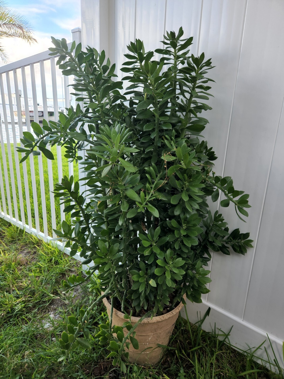 5x GIANT Pereskiopsis. 5″ Cuttings. Grows 15 ‘+ And Thicker than Soda Can. HUGE