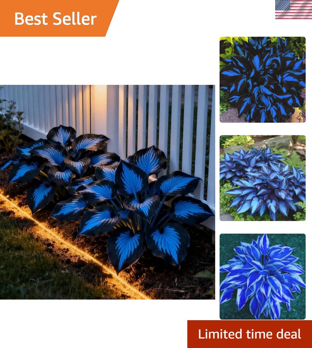 Rare Mixed Color Hosta Seeds – 220+ Plants to Attract Pollinators in Your Garden