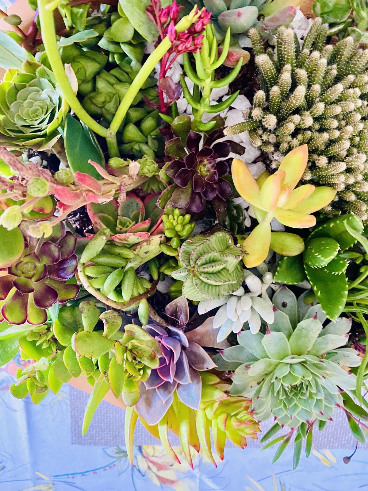 QUANTITY: 10 ORGANIC VARIETIES SUCCULENT – ASSORTED CUTTINGS $13.99