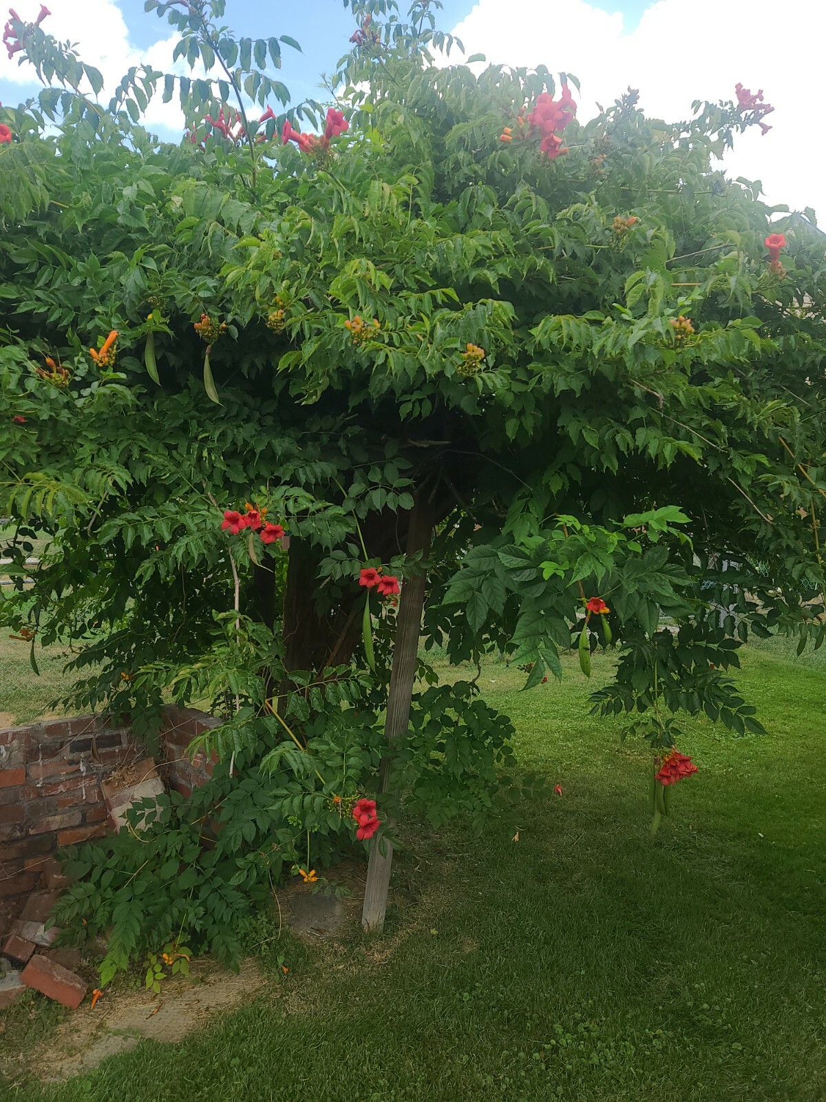 1 Red-Orange Hummingbird or Trumpet Vine Plant Sun Partial Shade in 4 inch pot
