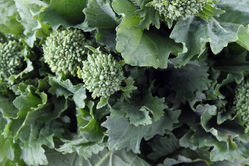 Broccoli, Early Fall Raini Raab 100 – 125 NON – GMO Seeds Heirloom