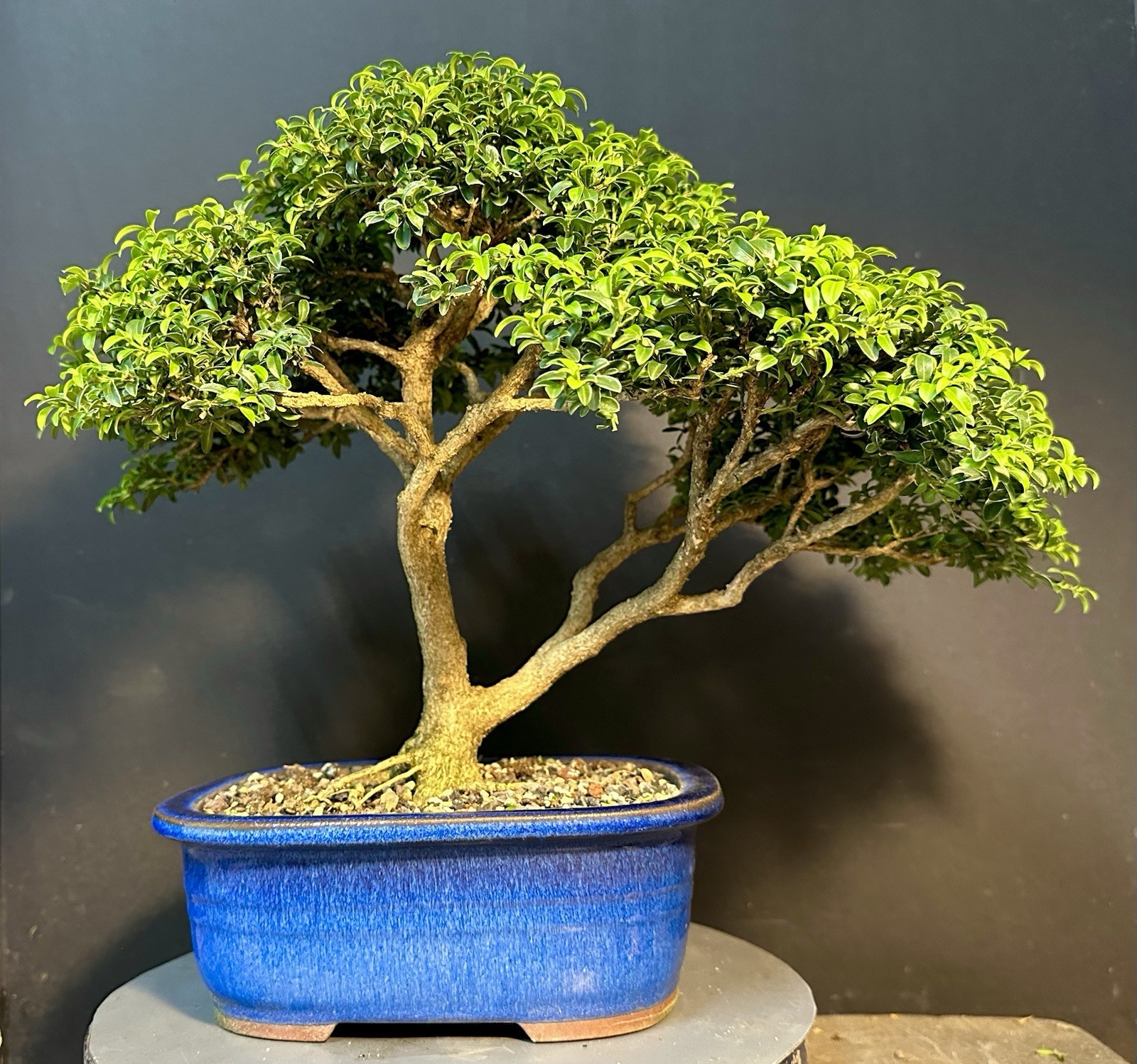 Bonsai Tree Kingsville Boxwood 25-27 Years 12.5” Tall, Korean Blue Glazed Pot