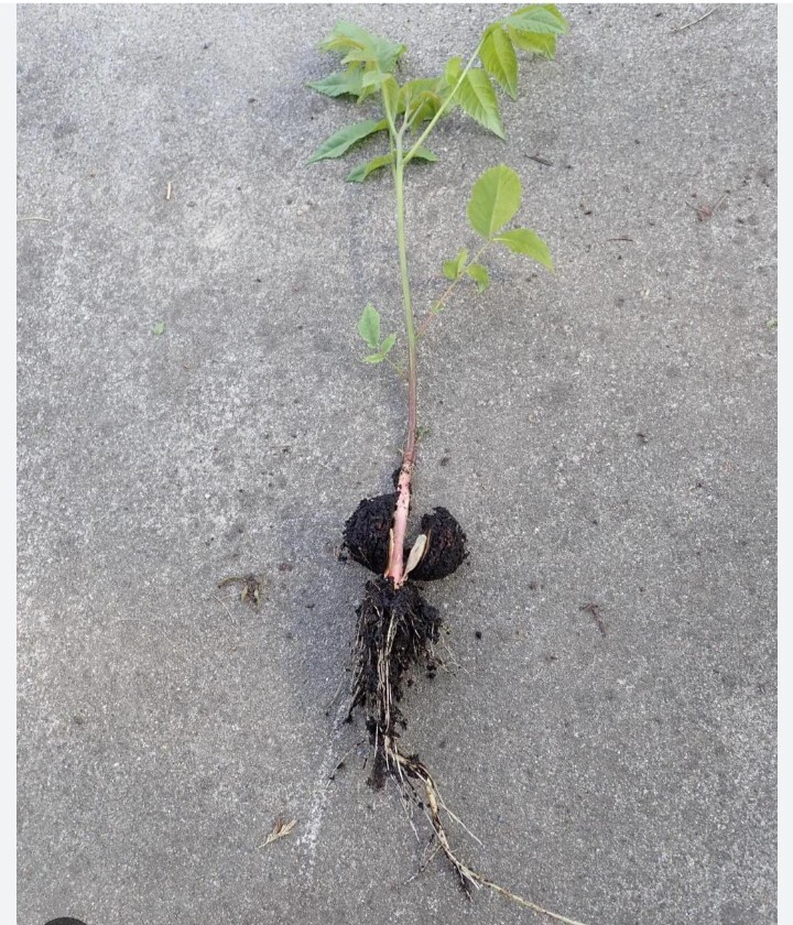 10 Pk Natural Black Walnut Juglans Nigra *Rescue*Seedlings Up To 10″ Live Trees