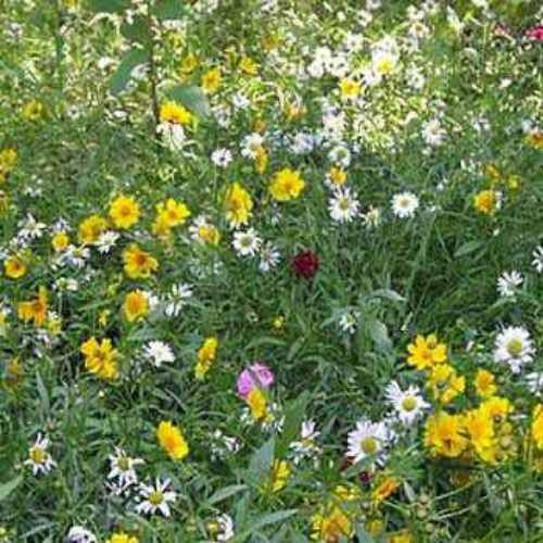 10000 Seeds Rock Garden Perennial Wild Flower Seed Mix