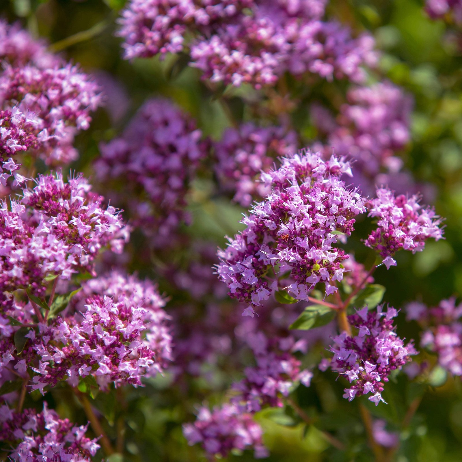 Oregano, Common (Origanum vulgare)