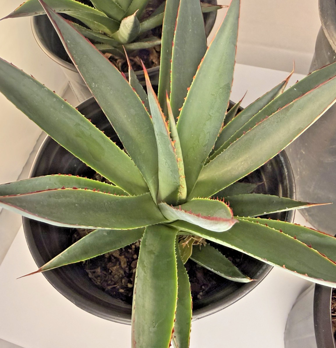 Agave Blue Glow Specimen Grade bare root plant – 4 Sizes Cactus Cacti Succulent