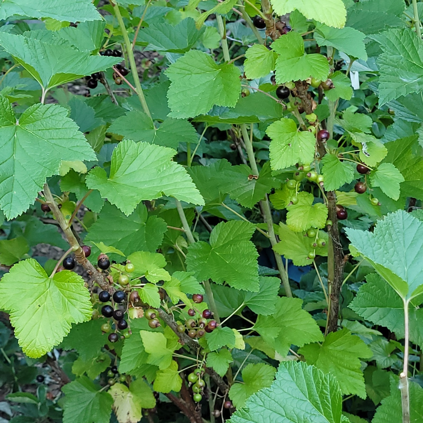6 Black Currant Ribes Nigrum Fresh Helathy Cuttings Unrooted Zones 3-8 Hardy
