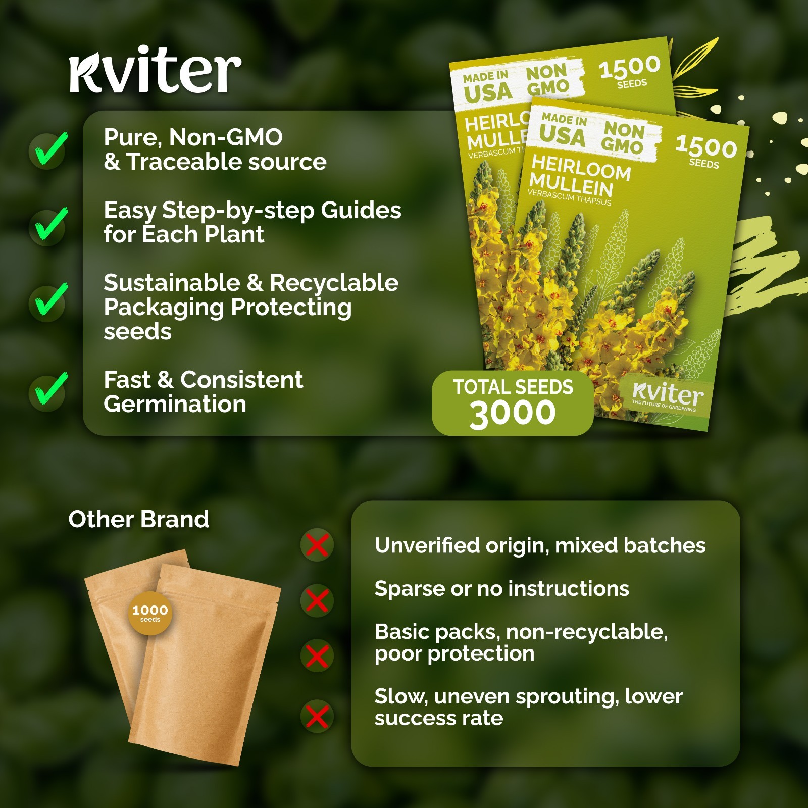 KVITER 3,000 Mullein Seeds (Verbascum Thapsus), 2 Pack