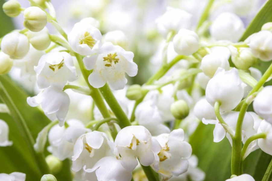 5 Lily of The Valley Bare Roots – Convallaria Majalis – Lily of The Valley Bulbs