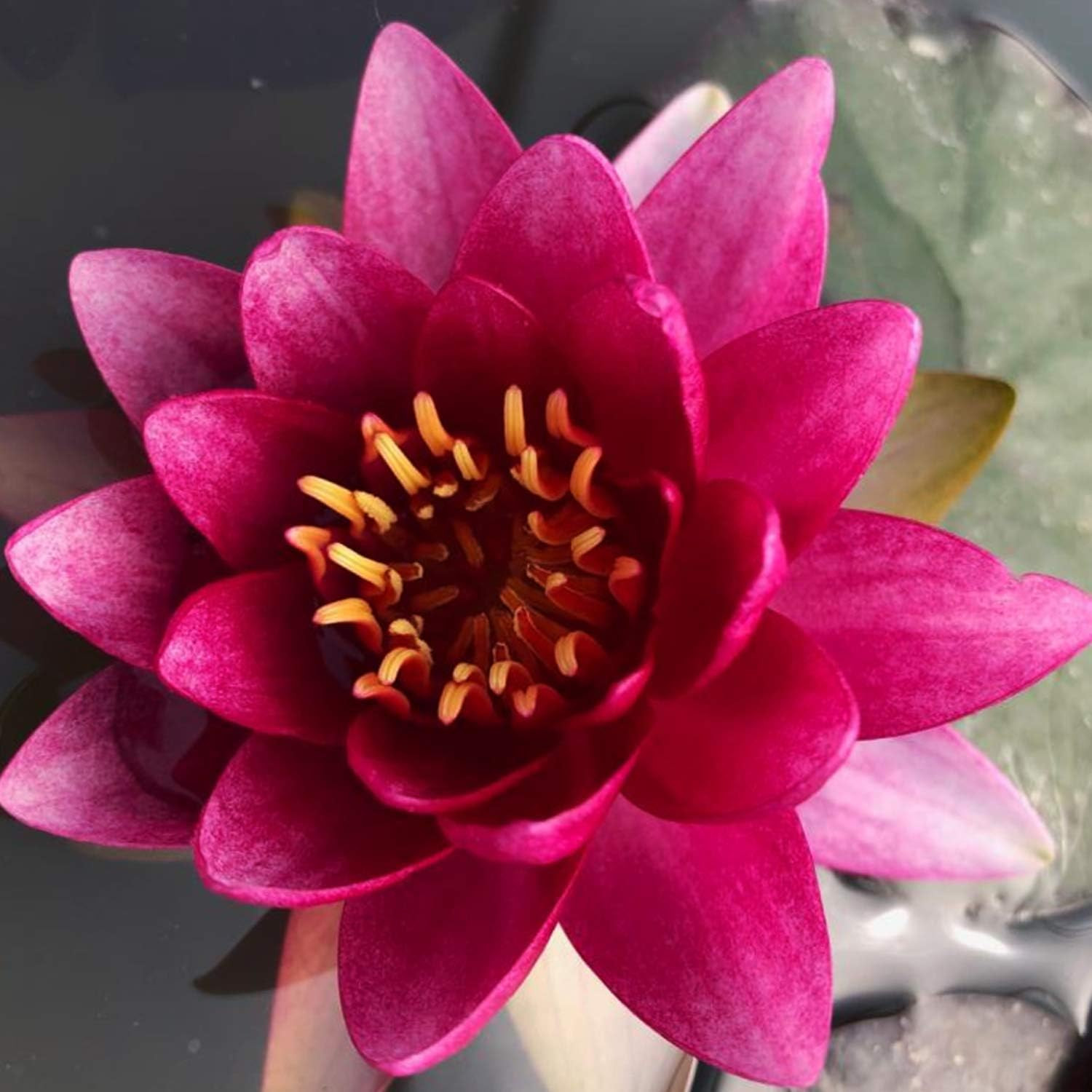 Pre-Grown Hardy Water Lily Tuber (Top 4 IWGS Award) Aquatic Pond Plant Garden As
