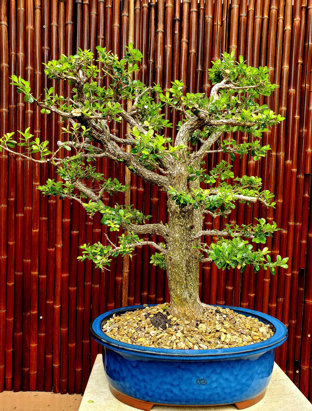 Exquisite Japanese Boxwood Bonsai: Finished Double Trunk – Must-Have! 27″